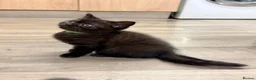 British Shorthair cats for sale: Ready now 💙❤️Fluffy’s BSH💙❤️ - Advert 3