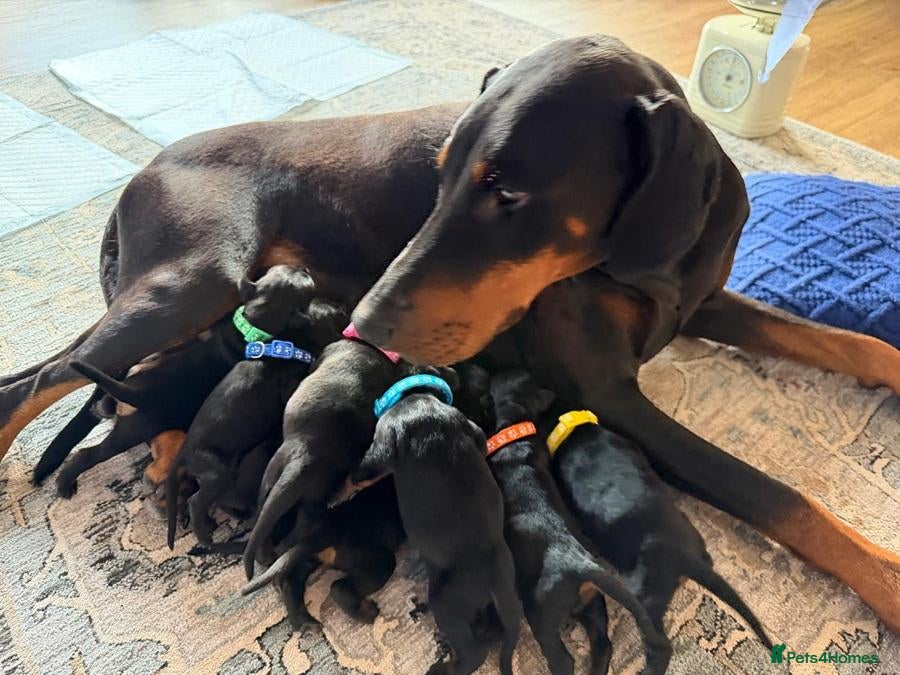 Dobermann dogs Visionary Pups with Confident Paws – Dobermann  - Advert 1