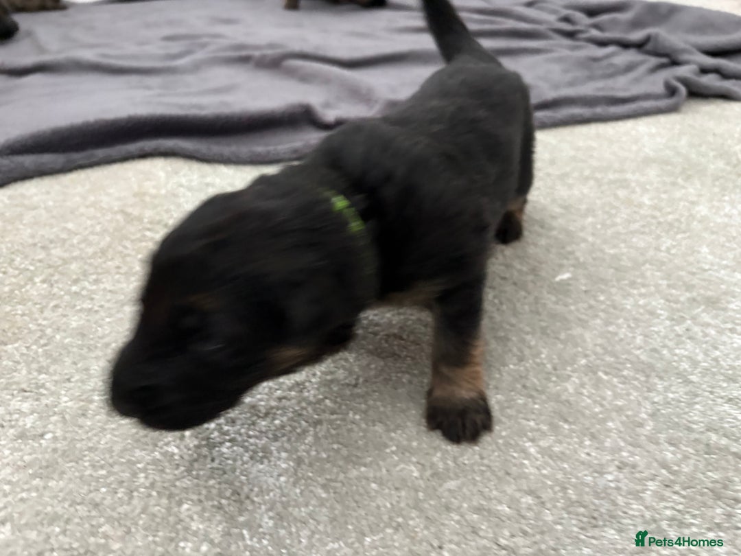 German Shepherd dogs for sale: German Shepherd Pups - Image 6