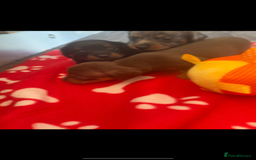 Miniature Dachshund dogs for sale: 5 playful miniature dachshund - Image 3