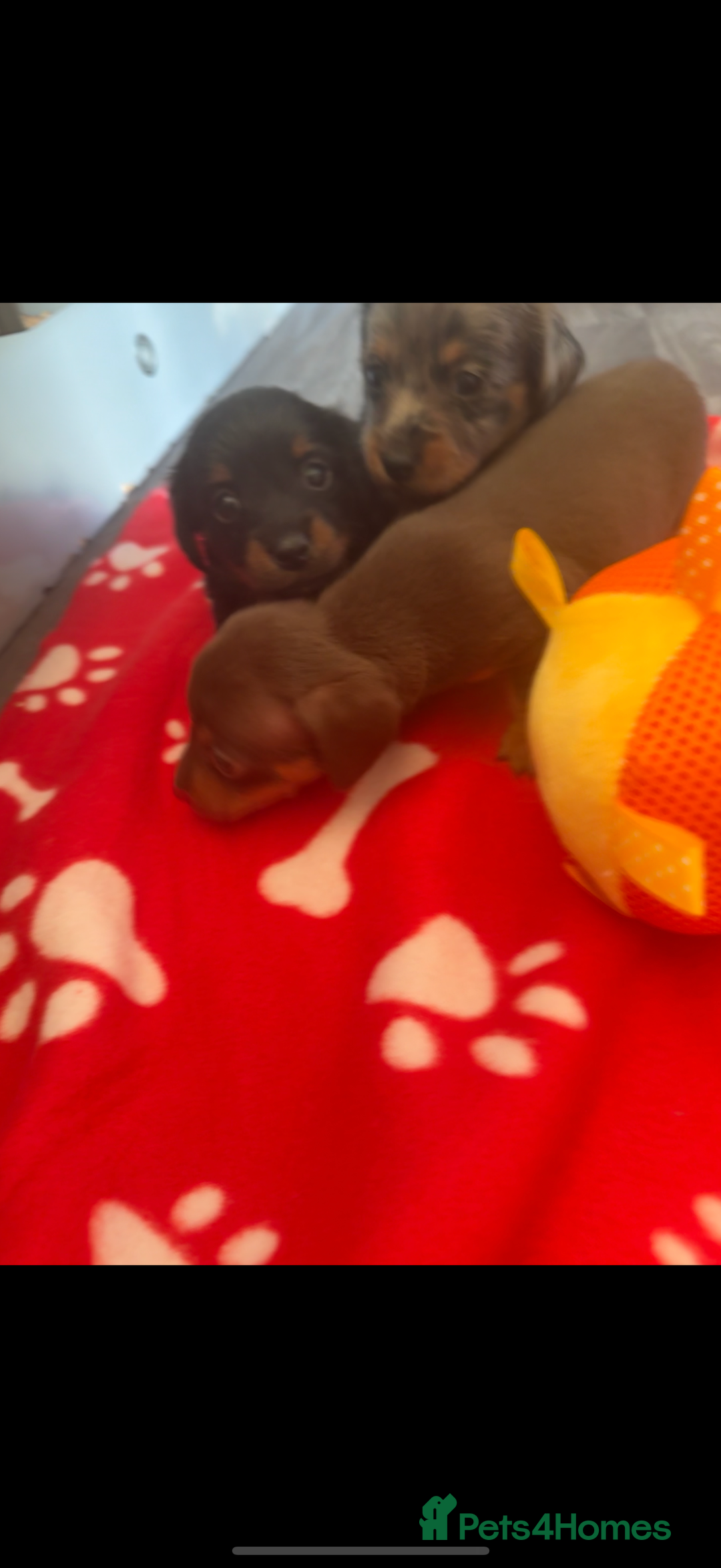 Miniature Dachshund dogs for sale: 5 playful miniature dachshund - Image 3