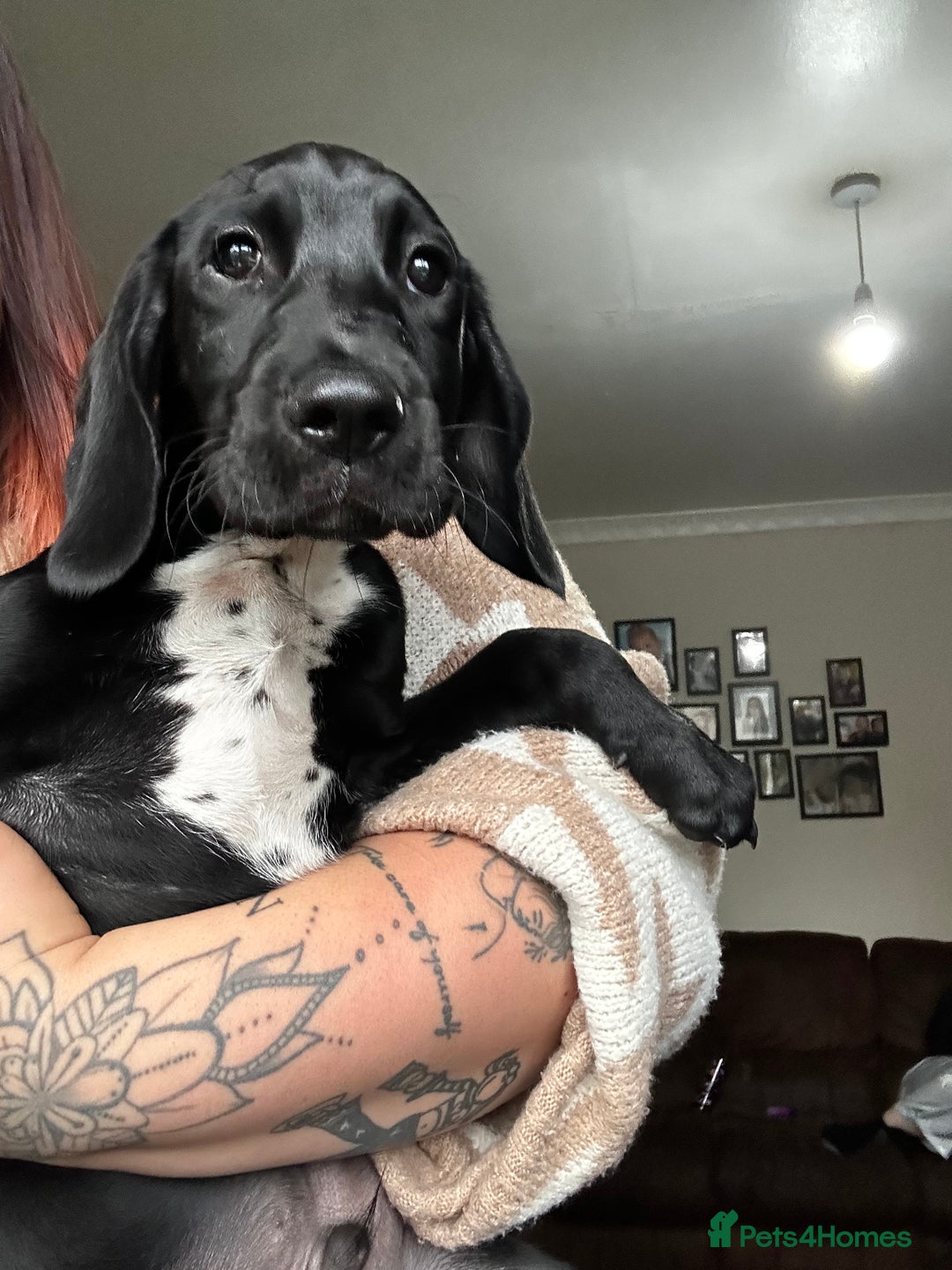 Mixed Breed dogs for sale: Teddy  - Image 1