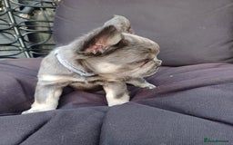 French Bulldog dogs for sale: Fluffy French bulldogs - Image 9