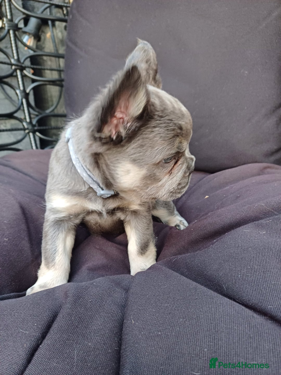 French Bulldog dogs for sale: Fluffy French bulldogs - Image 9