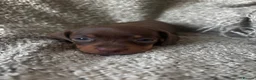 Miniature Dachshund dogs for sale: Stunning litter of 3 miniature dachshunds  - Advert 6