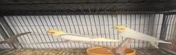 Mixed Breed birds for sale: Alexandraine  - Advert 12