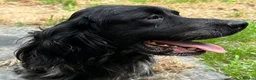 English Setter dogs for adoption: Irai  in Newcastle upon Tyne - Advert 3