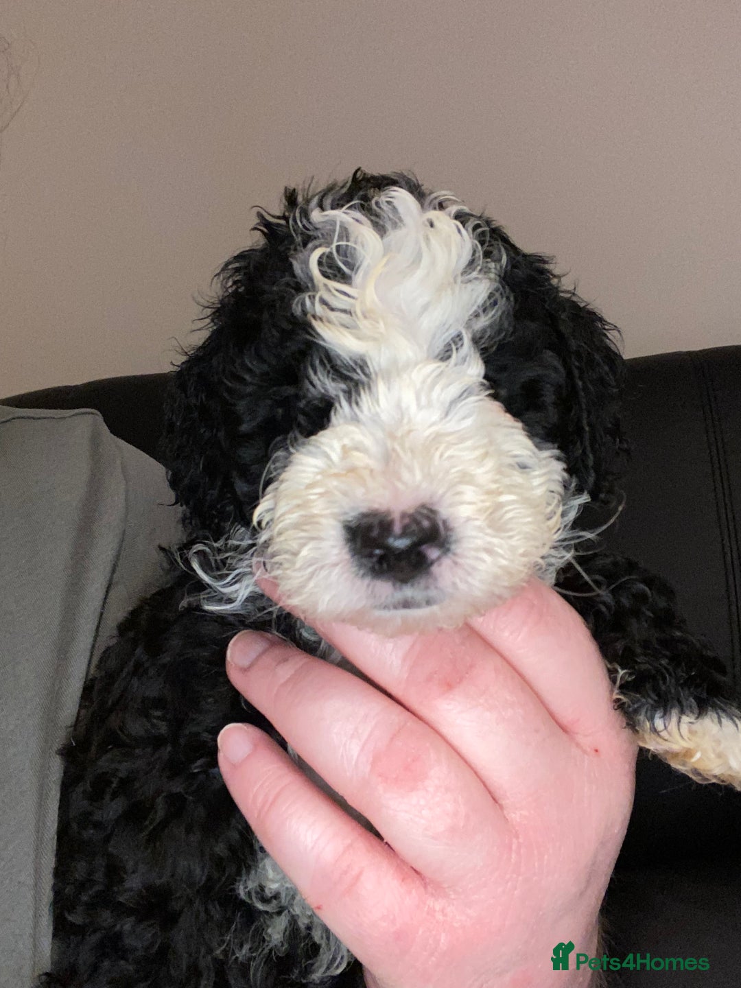 Toy Poodle dogs for sale: Beautiful Toy Poodle Pups  - Advert 26