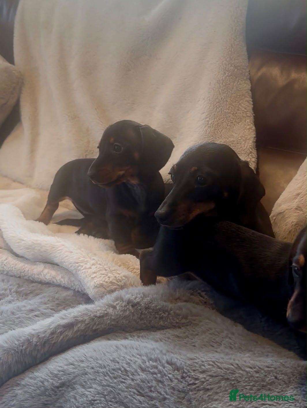 Miniature Dachshund dogs for sale: Miniature dachshund Kennel club registered  - Advert 8