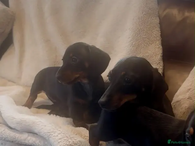 Miniature Dachshund dogs for sale: Miniature dachshund Kennel club registered - Advert 8