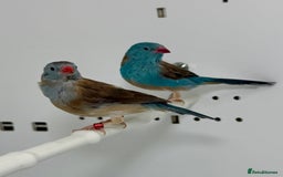 Finches birds for sale: Blue-capped cordon-bleu finches - Advert 5