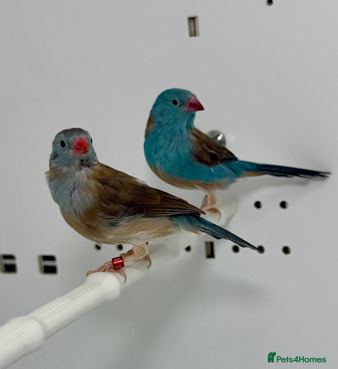 Finches birds for sale: Blue-capped cordon-bleu finches - Advert 5