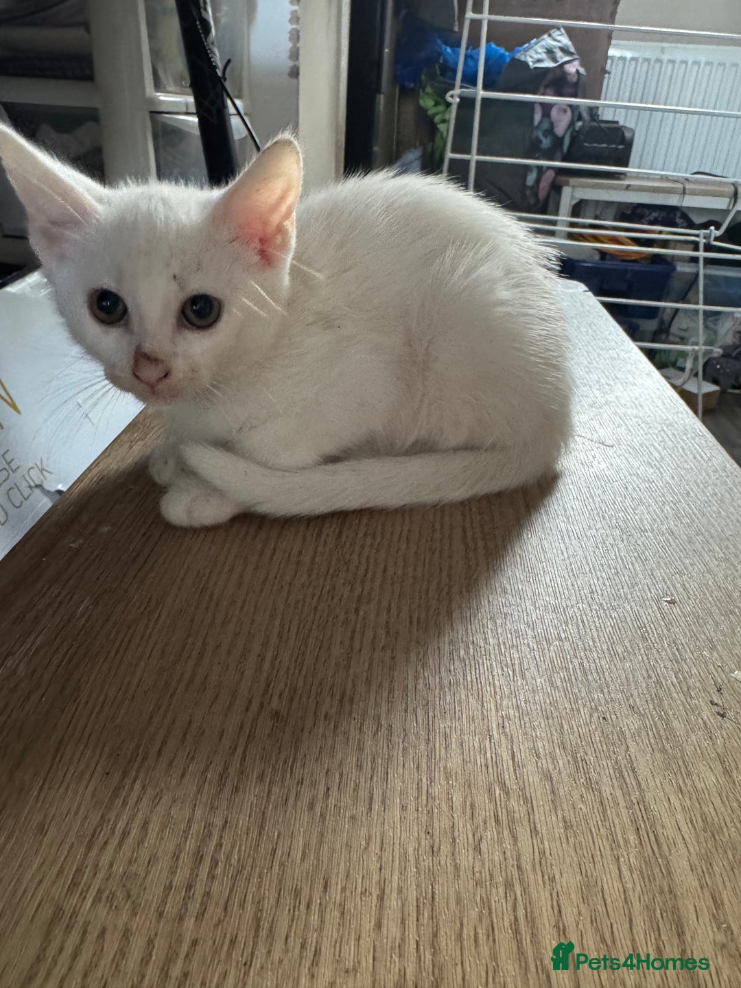 Mixed Breed cats for sale: Adorable kittens for new home  - Image 2