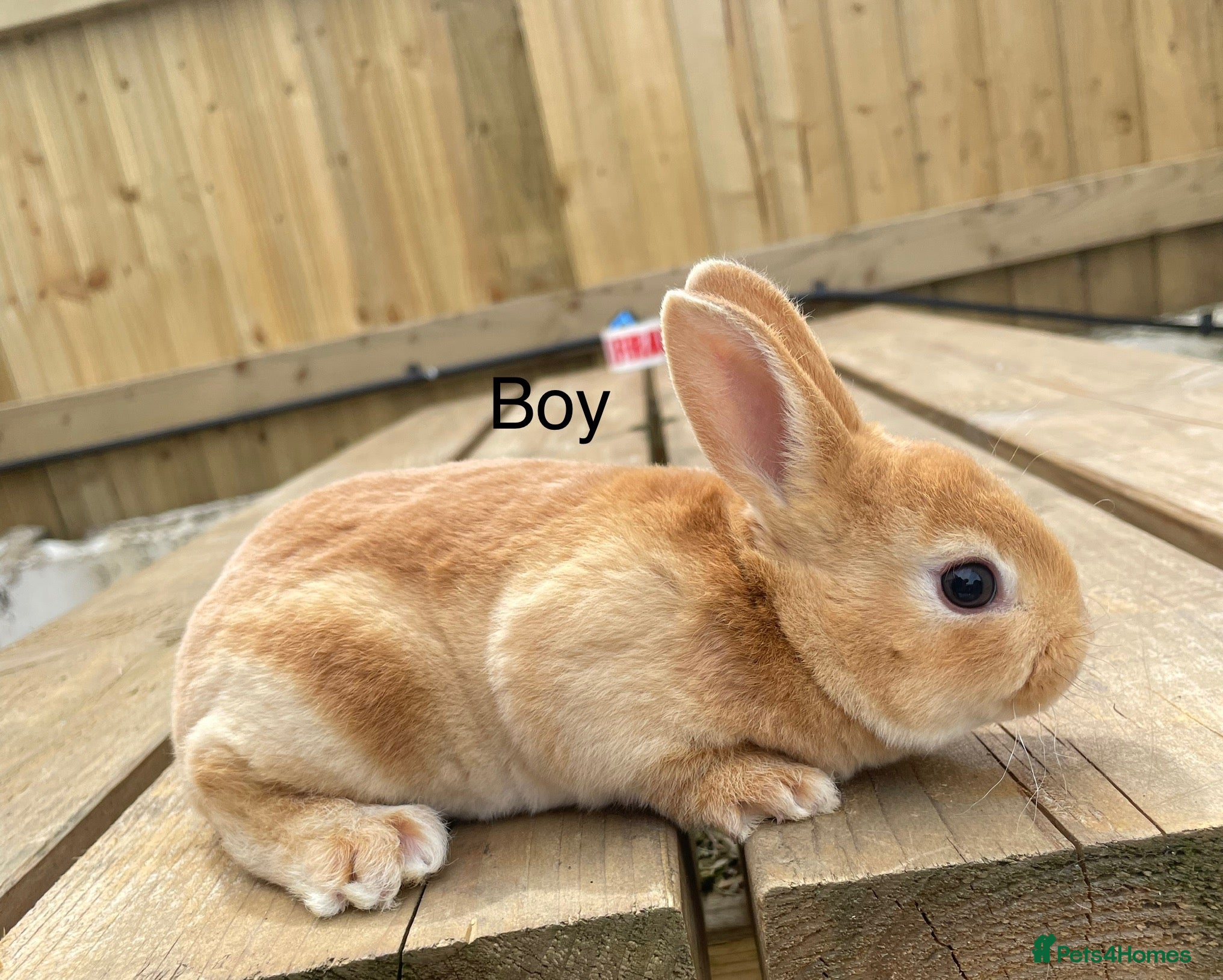 Rex rabbits 💖Pure bred mini Rex💖 - Advert 2