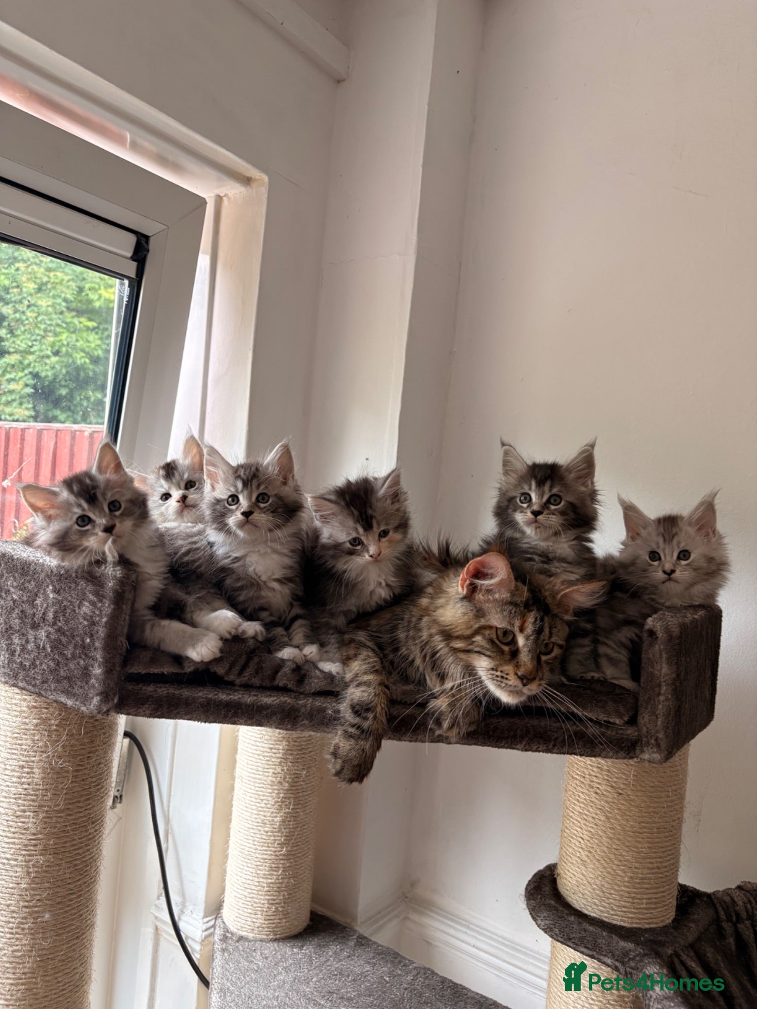 Maine Coon cats 🐾Beautiful Maine Coon Kittens 🐾 - Advert 1