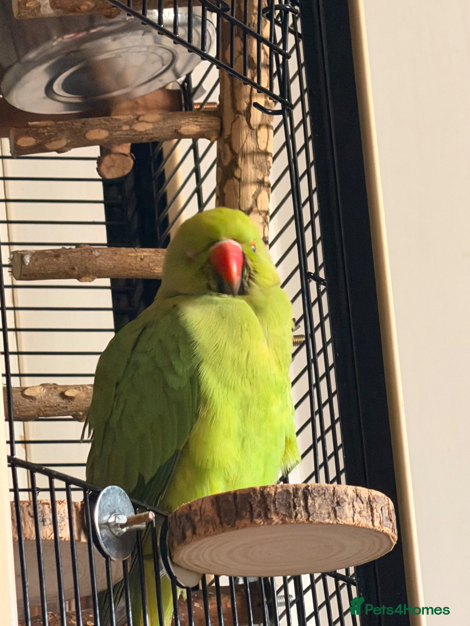 Ringnecks birds Rio - RingNeck talking parrot  - Advert 2