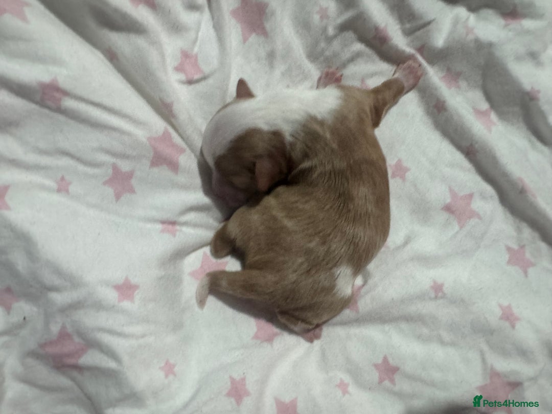 Chipoo dogs for sale: READY TO LEAVE THIS WEEK! Chipoo puppies - Advert 24