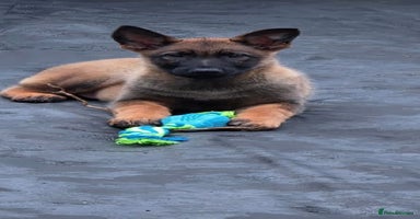 German Shepherd dogs BEAUTIFUL ALERT PUPS - Advert 9