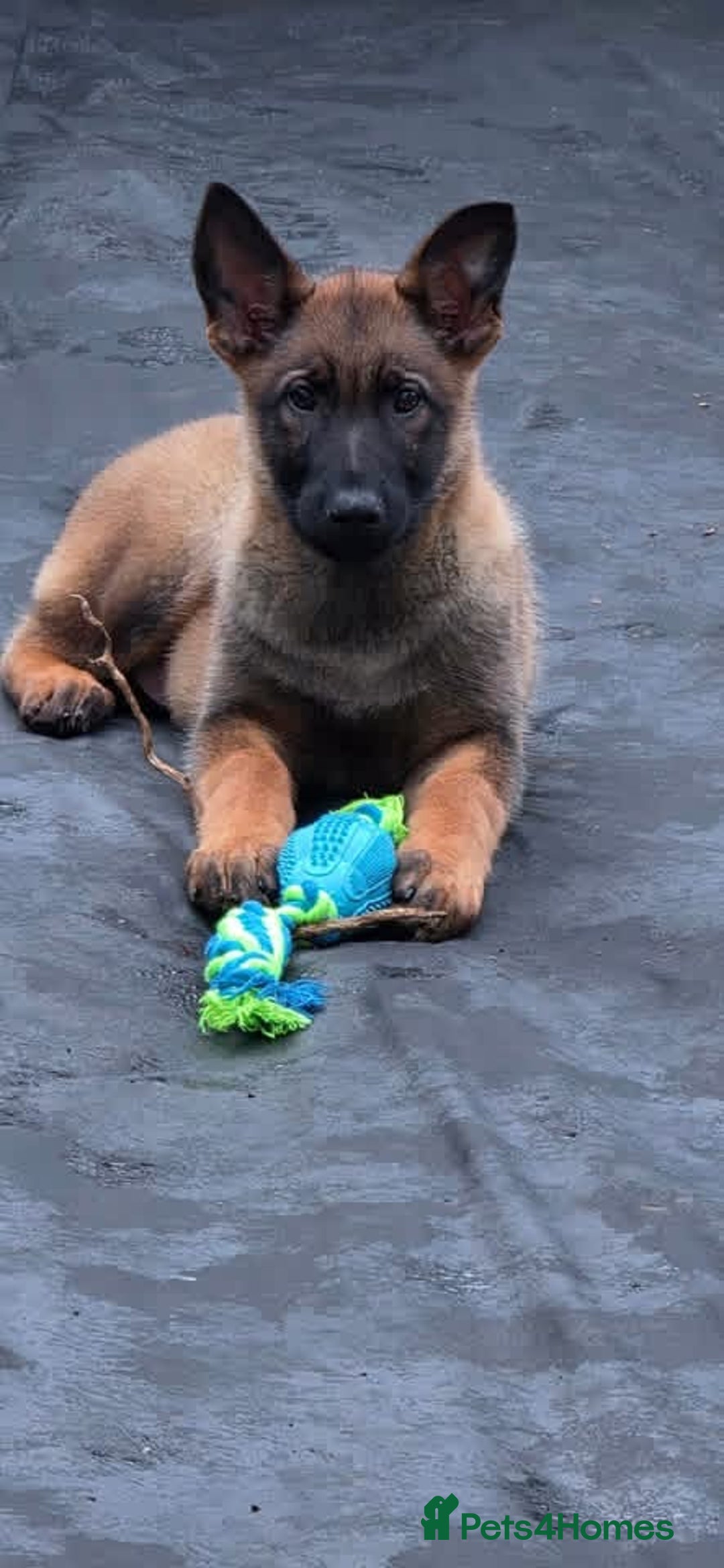 German Shepherd dogs for sale: BEAUTIFUL ALERT PUPS - Advert 2