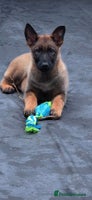 German Shepherd dogs BEAUTIFUL ALERT PUPS - Advert 6