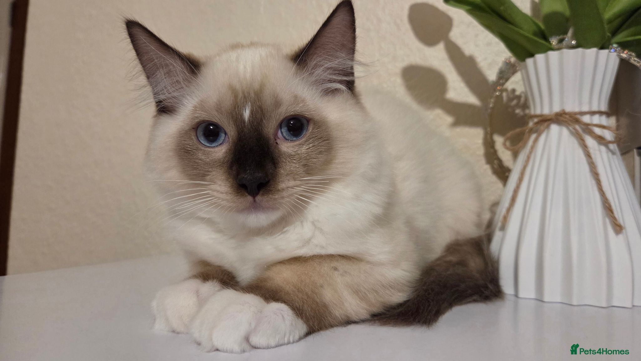 Ragdoll cats 3 Fluffy boys left  - Advert 13