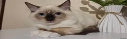 Ragdoll cats for sale: 3 Fluffy boys left  - Advert 12