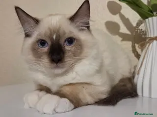 Ragdoll cats 3 Fluffy boys left - Advert 13