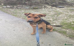 Mixed Breed dogs for adoption: Gino 3 year old Macedonian rescue  - Image 1