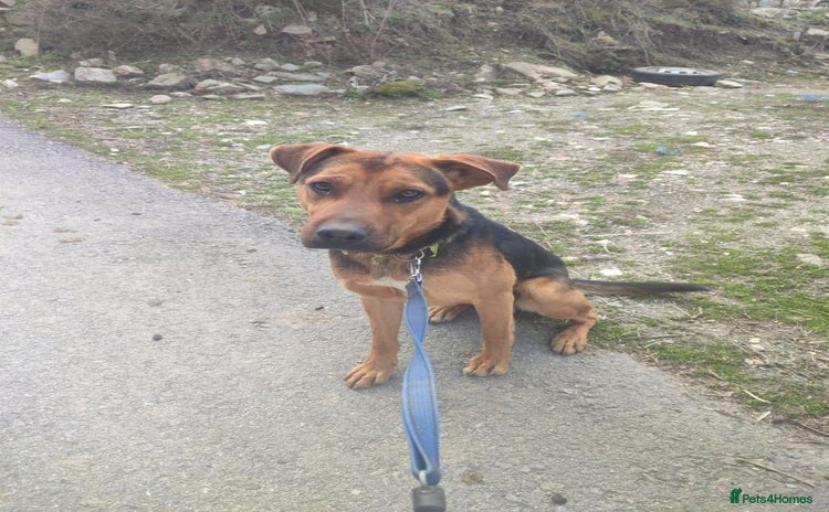 Mixed Breed dogs - Advert 1