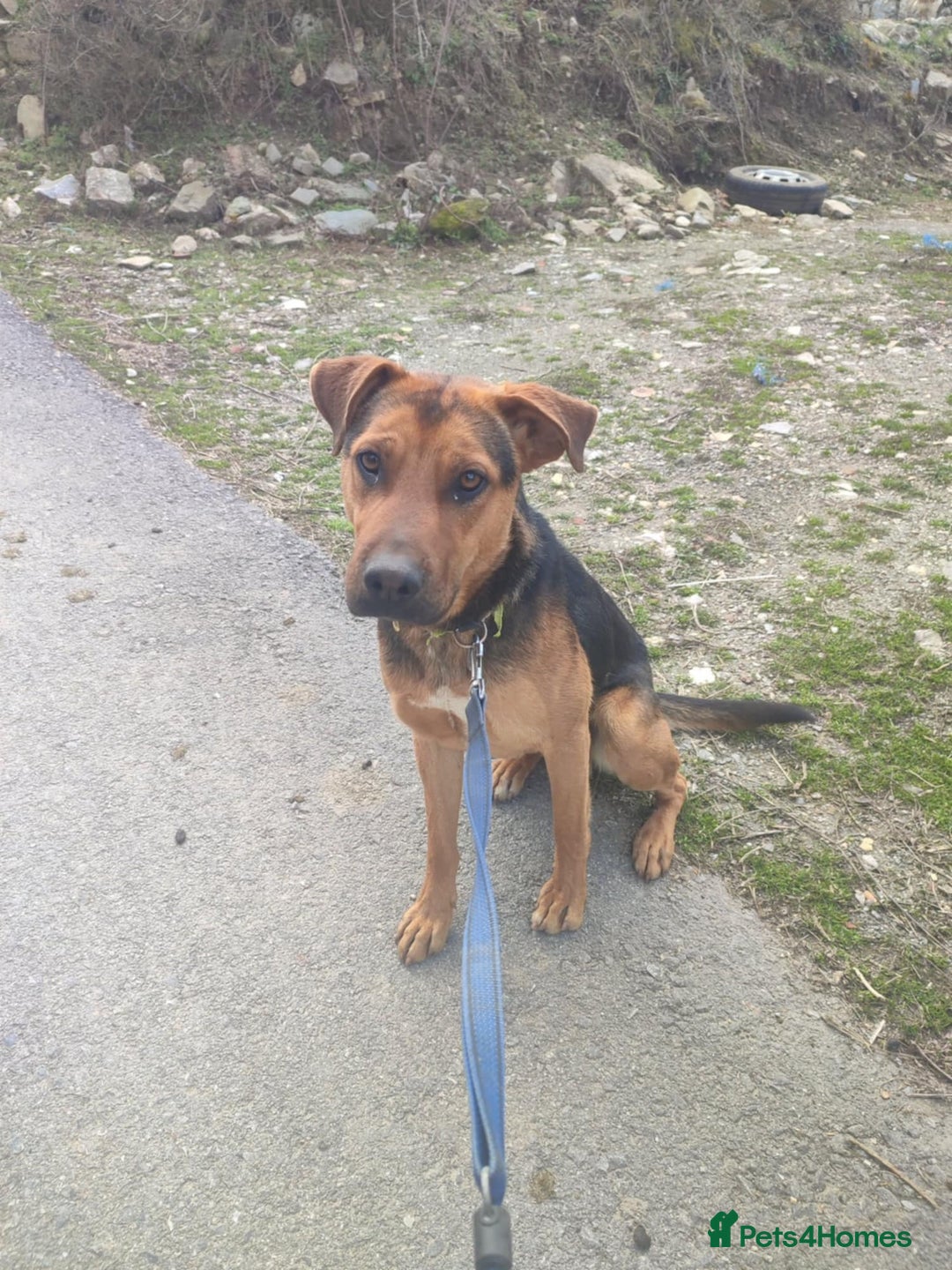 Mixed Breed dogs for adoption: Gino 3 year old Macedonian rescue  - Image 1