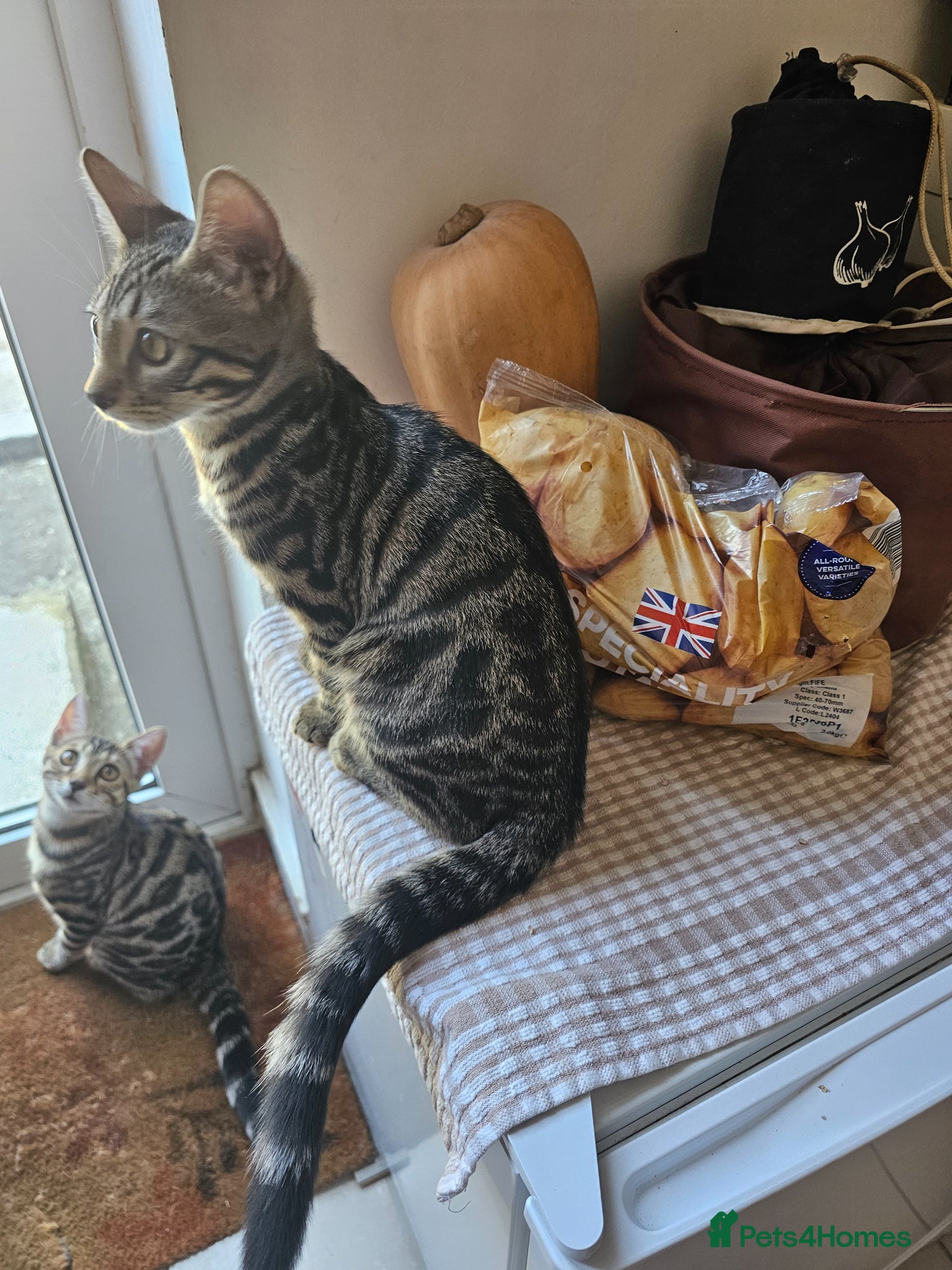 Bengal cats 2 beautiful bengal X shorthairs - Advert 2