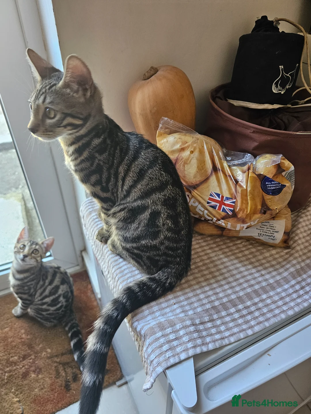 Bengal cats for sale: 2 beautiful bengal X shorthairs in London - Advert 2