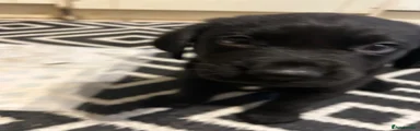 Labrador Retriever 1