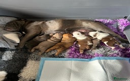 English Bulldog dogs for sale: Here come the Girls - Image 22