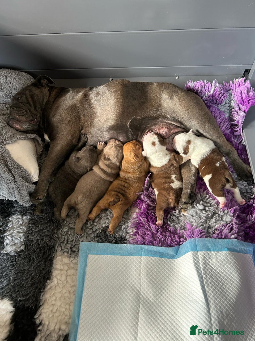 English Bulldog dogs for sale: Here come the Girls - Image 22