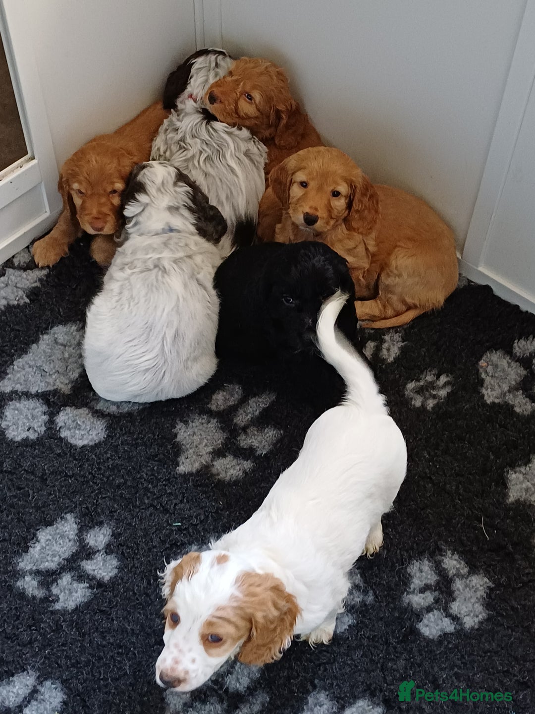 Cockapoo dogs for sale: Gorgeous cockapoo puppies F1B - Image 2