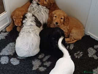 Cockapoo dogs - Advert 10