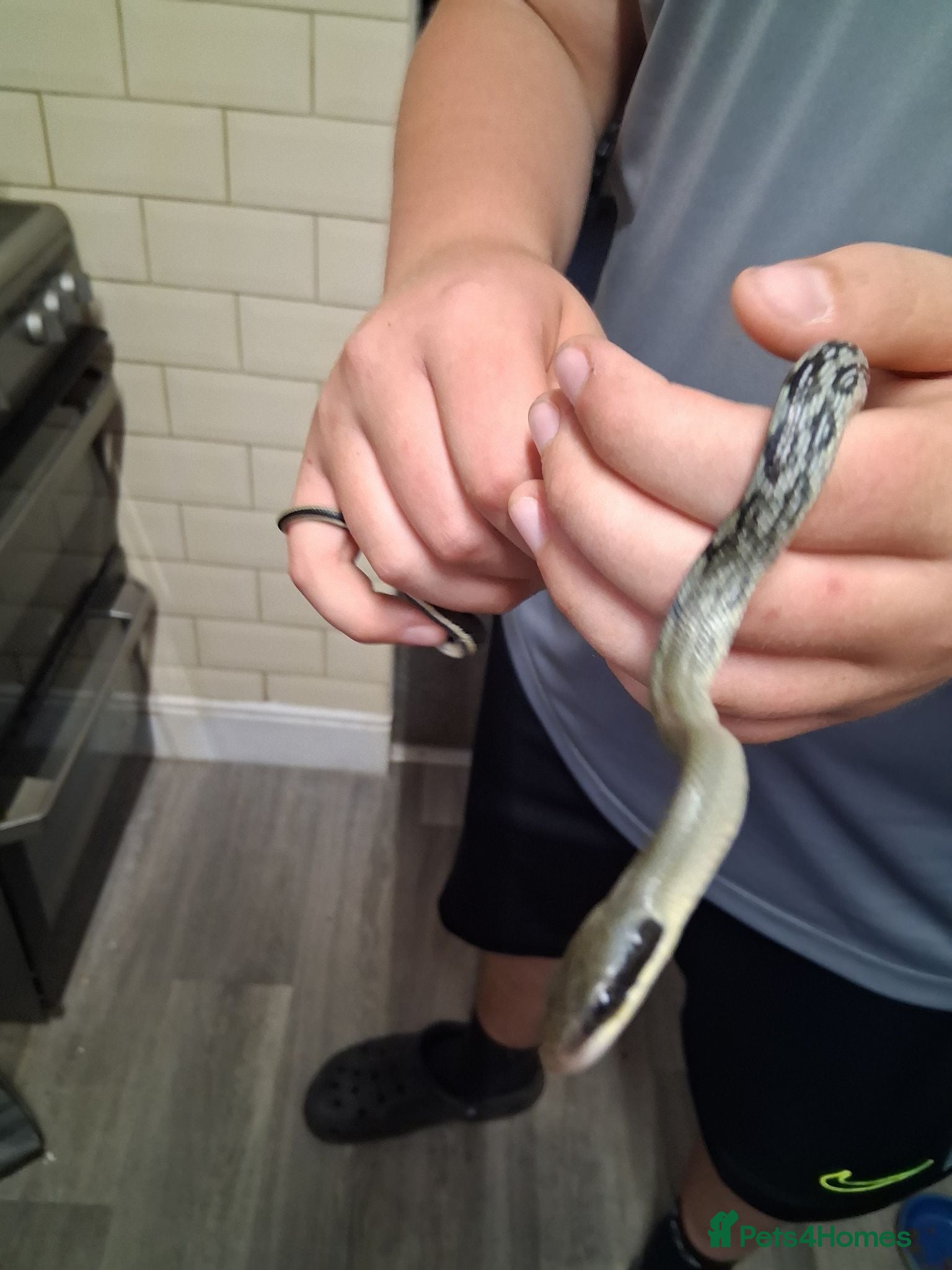 Corn Snake reptiles Vietnamese blue beauty snakes  - Advert 1