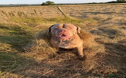 Mastiff dogs for stud: Neapolitan Mastiff cross (Sabre) - Image 4