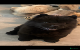 Chow Chow dogs for sale: 🤍  1 STUNNING GIRL LEFT 🐾 READY TO LEAVE 🐾 - Image 30