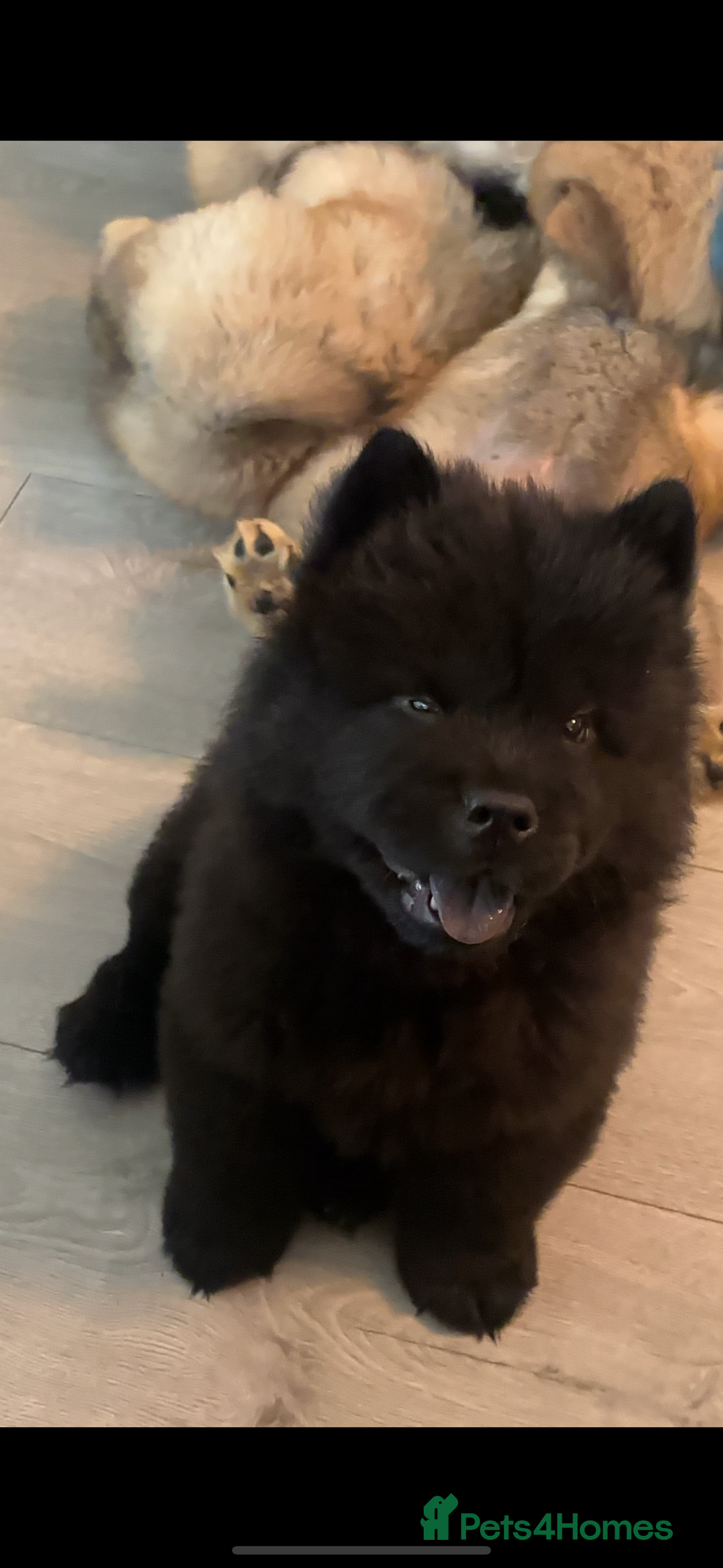 Chow Chow dogs for sale: 🤍  1 STUNNING GIRL LEFT 🐾 READY TO LEAVE 🐾 - Image 30