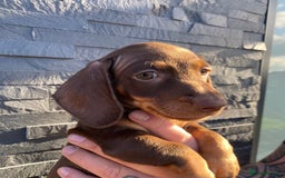 Miniature Dachshund dogs for sale: Miniature dachshunds READY NOW - Advert 18