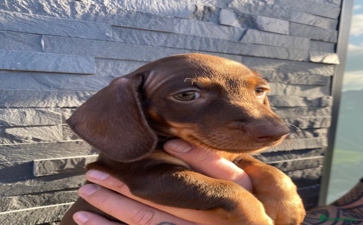 Miniature Dachshund dogs Miniature dachshunds READY NOW - Advert 7