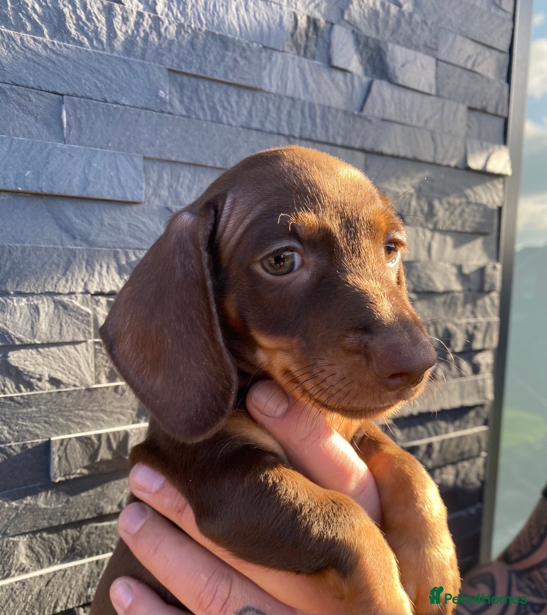 Miniature Dachshund dogs for sale: Miniature dachshunds READY NOW - Advert 18