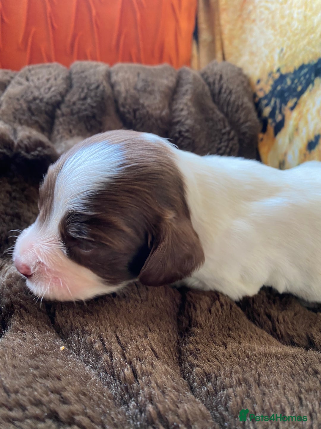 English Springer Spaniel dogs for sale: SPRINGER SPANIEL PUPPIES - Advert 3