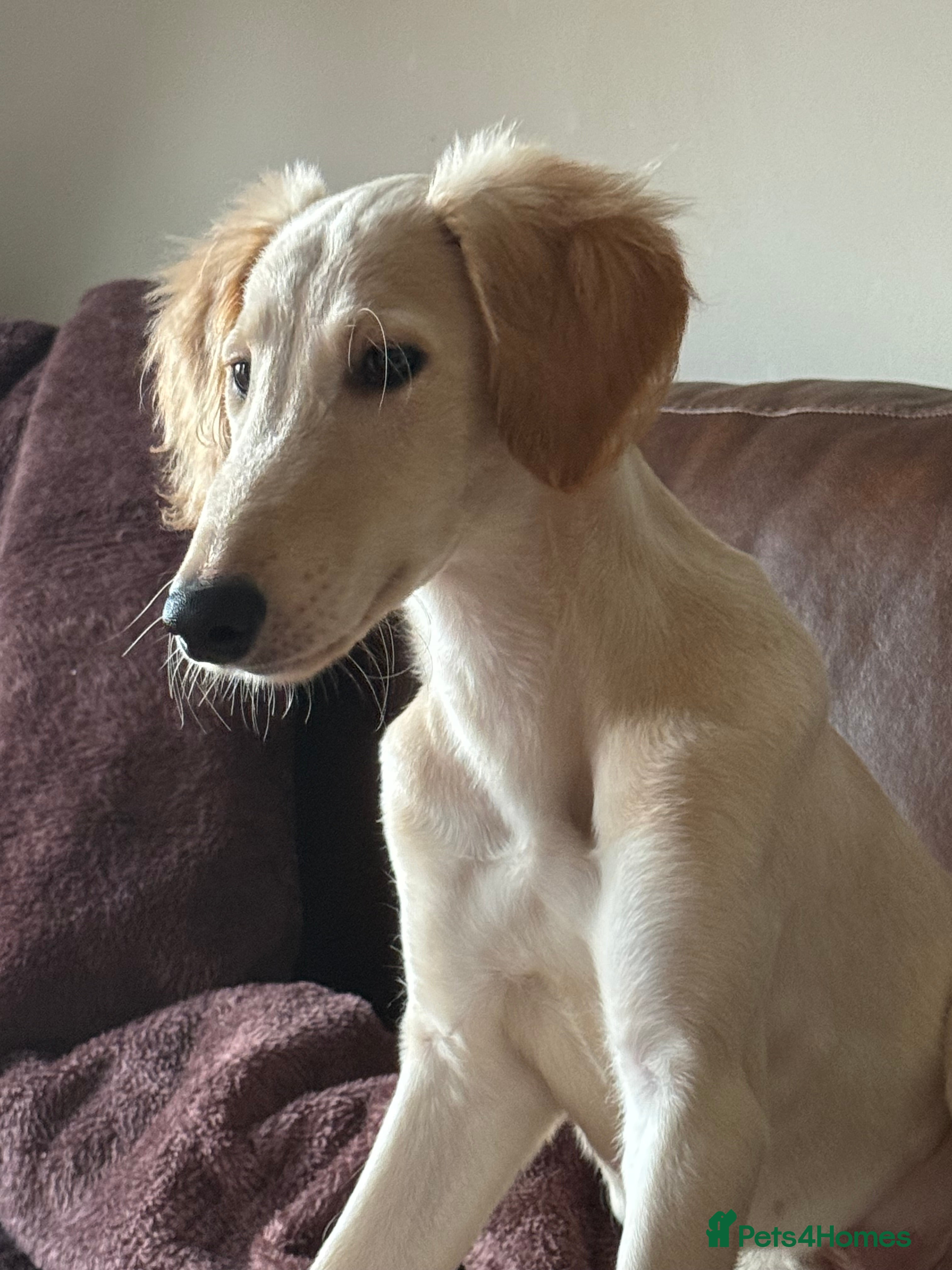 Saluki dogs Saluki 1 big boys left reduced £ - Advert 5