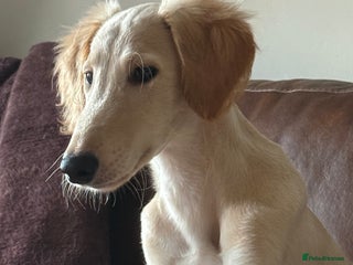 Saluki dogs Saluki 1 big boys left reduced £ - Advert 5