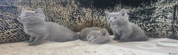 Russian Blue cats for sale: Fully TICA reg pedigree stunning kittens-READY NOW - Advert 29