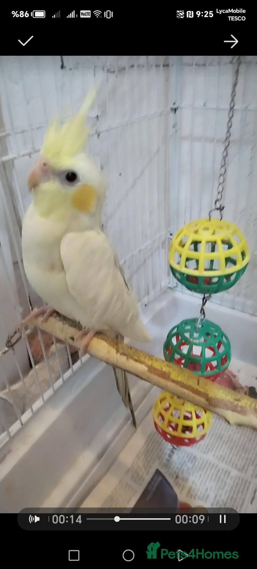 Cockatiels birds Cokatoo - Advert 8
