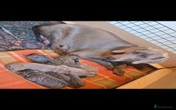 Weimaraner dogs for sale: BEAUTIFUL KC WEIM PUPS 2ND/FINAL LITTER  - Image 2